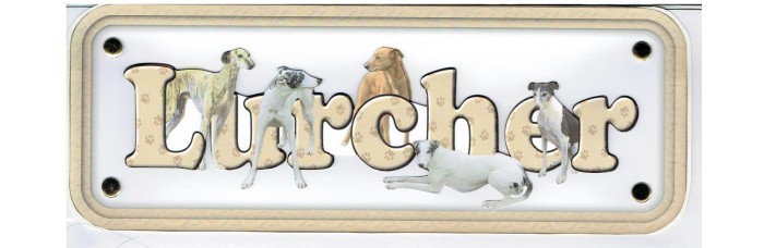 Lurcher - short hair Lurcher - short hair